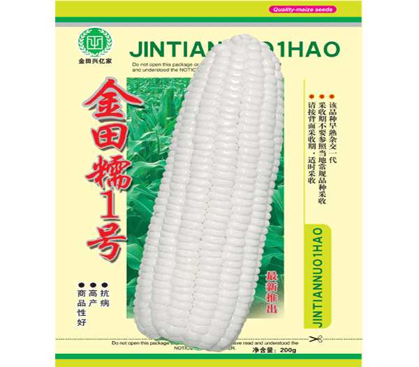 金田糯1号